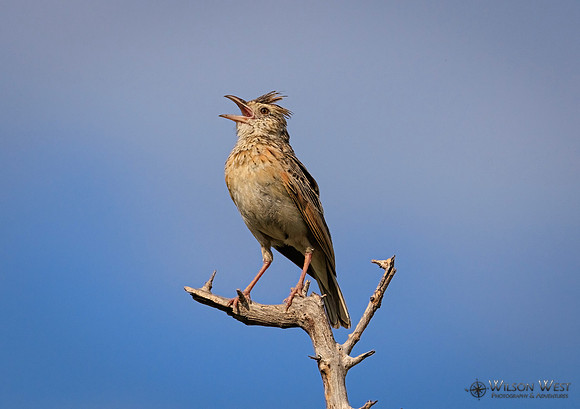 Rufous-naped Lark