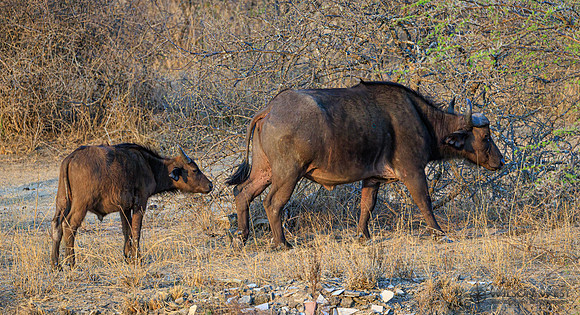 Cape Buffalo