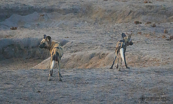 African Wild Dog