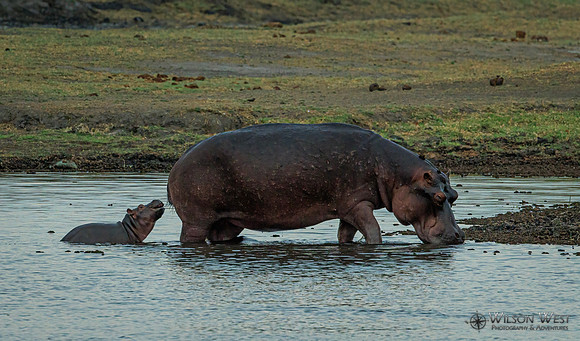 Hippopotamus