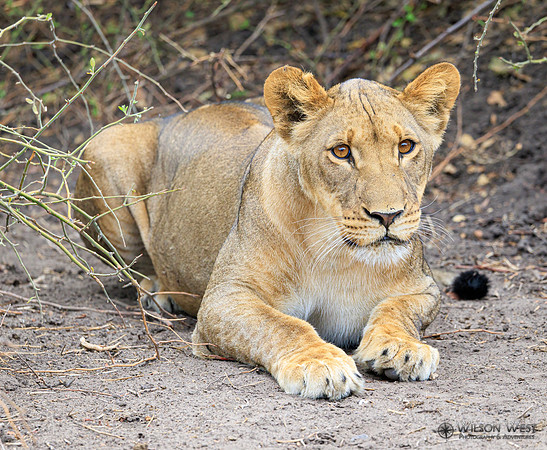 Lion