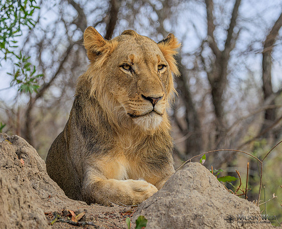 Lion