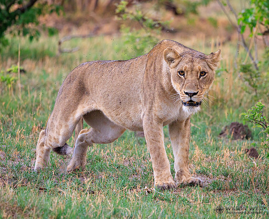 Lion