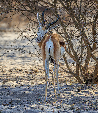 Springbok