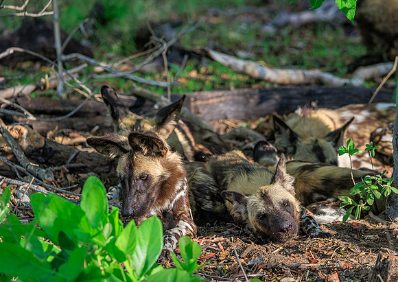African Wild Dog