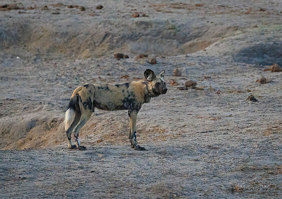 African Wild Dog