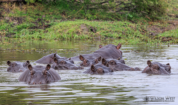 Hippopotamus