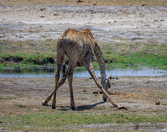 Giraffe