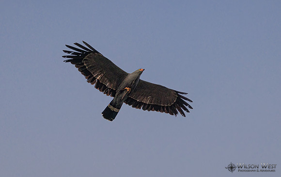 African Harrier Hawk