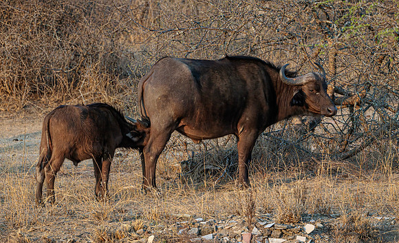 Cape Buffalo