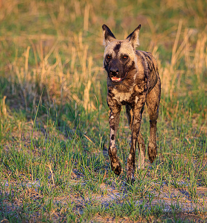 African Wild Dog