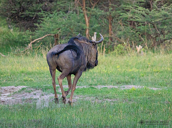 Blue Wildebeest