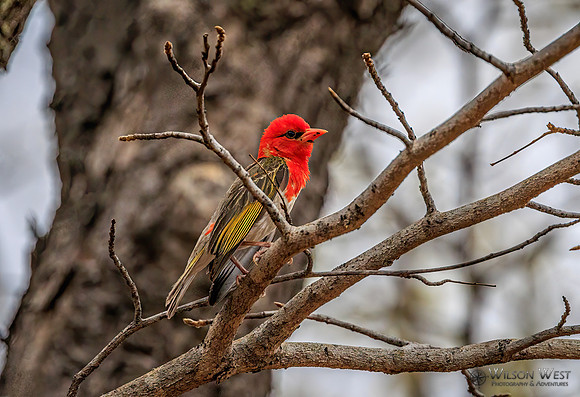 Red-headed Weaver