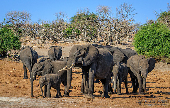 Elephant