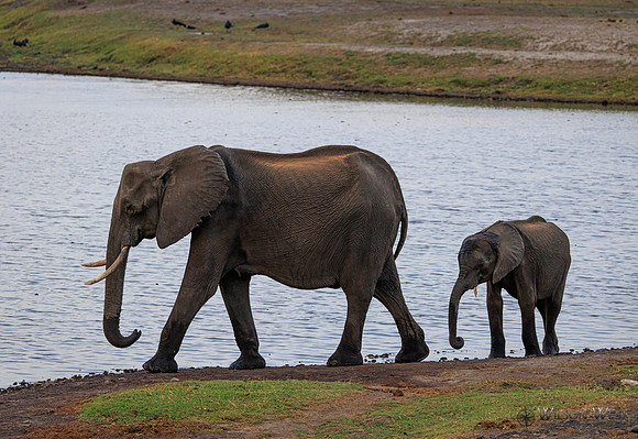 Elephant