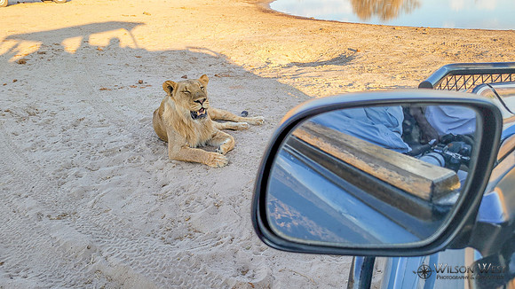 Lion close to the truck
