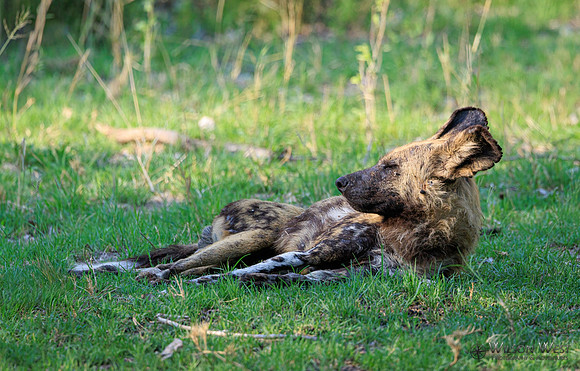 African Wild Dog
