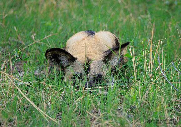 African Wild Dog