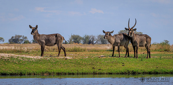 Common Waterbuck