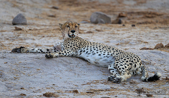 Cheetah