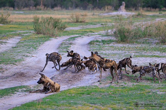 African Wild Dog