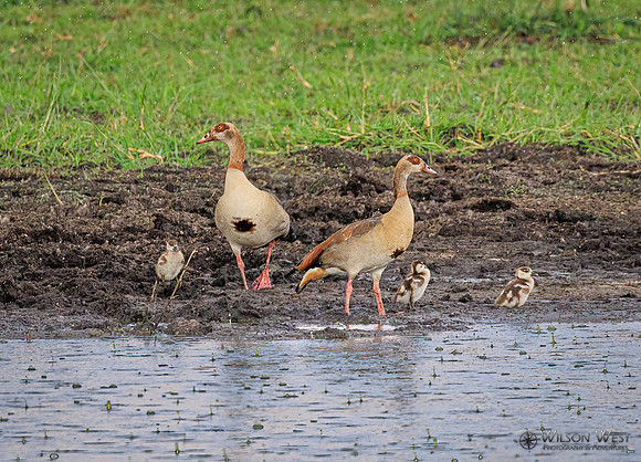 Egyptian Goose