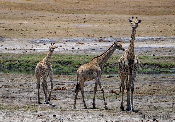 Giraffe