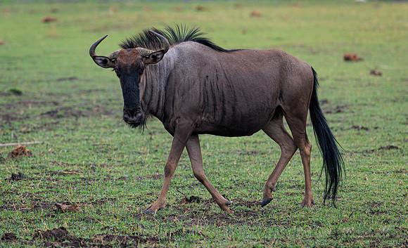 Blue Wildebeest