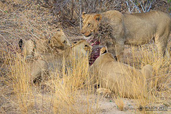 Lions eating a kudu