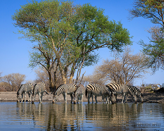 Burchell's Zebra