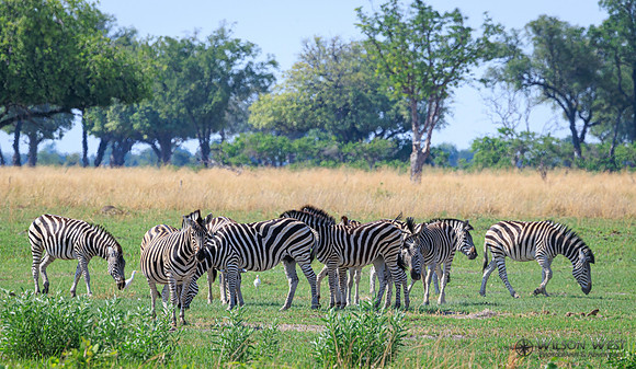 Burchell's Zebra