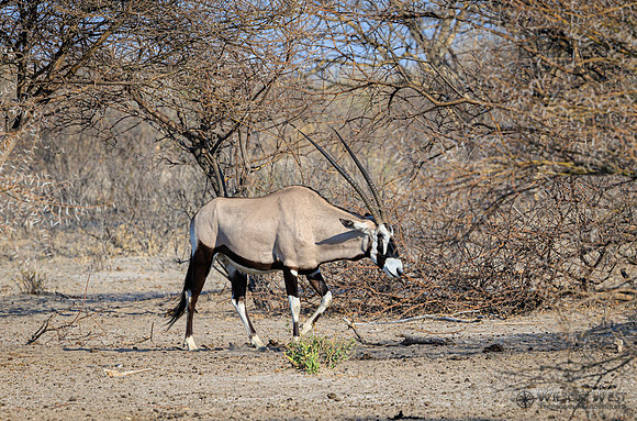 Oryx