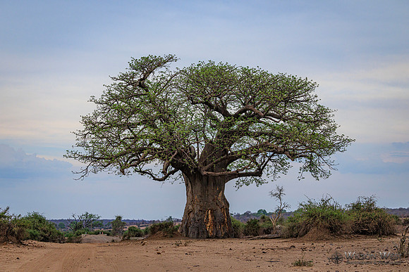 Baobob Tree
