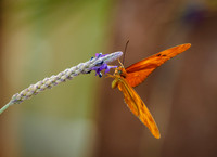 Springs Preserve Butterflies