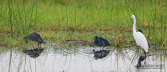 Black Heron, Great Egret