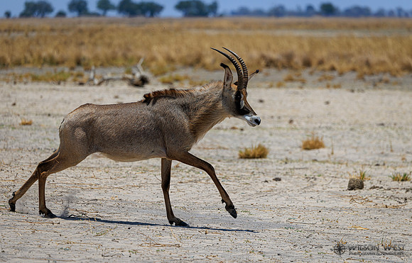 Roan Antelope