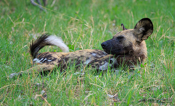 African Wild Dog
