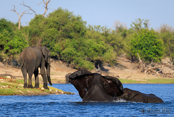 Elephant