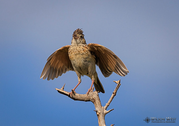 Rufous-naped Lark
