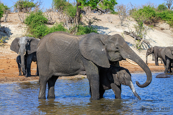 Elephant