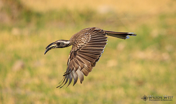 Gray Hornbill