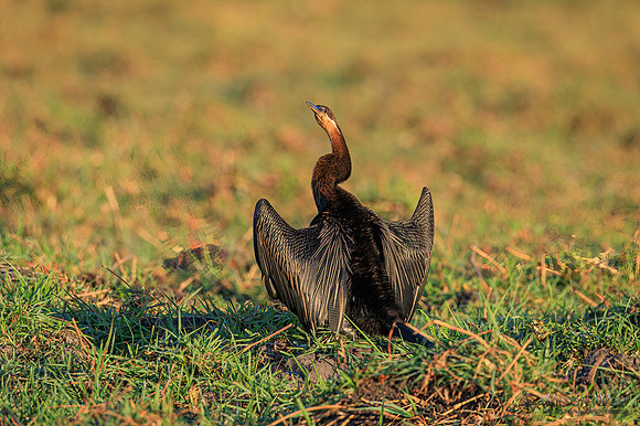 African Darter