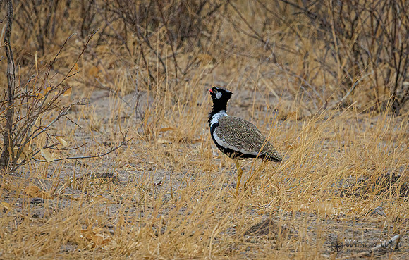 Black Korhaan