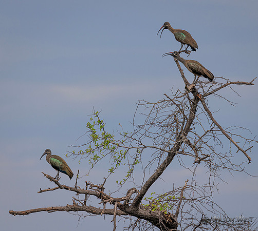 Hadada Ibis
