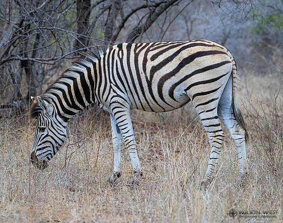 Burchell's Zebra