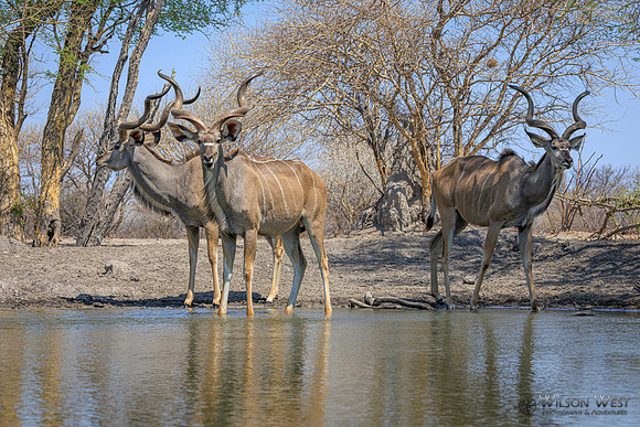 Greater Kudu