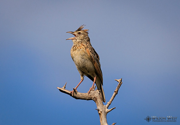 Rufous-naped Lark