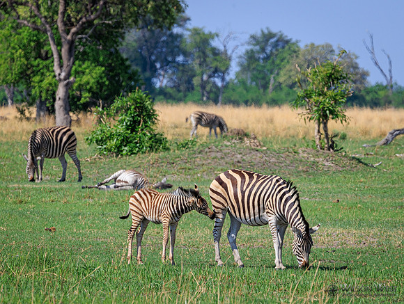 Burchell's Zebra