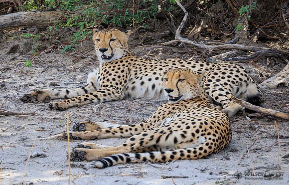 Cheetah