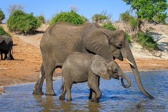 Elephant